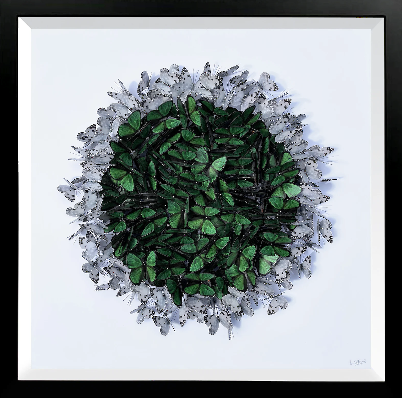 Cluster in Green Chrysozephyrus